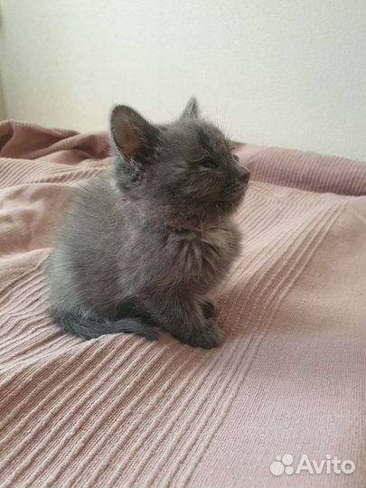 Дымка ищет дом