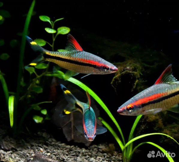Барбусы и щучки