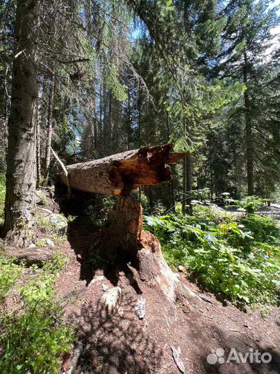 Кавказская Швейцария – Домбай
