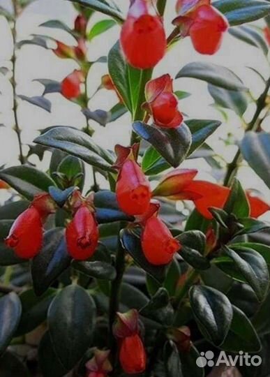 Комнатные ампели