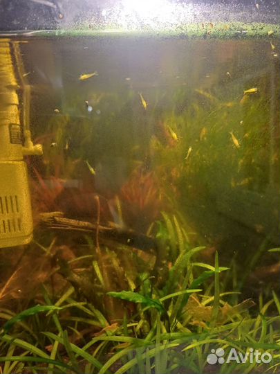 Аквариумные креветки