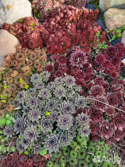 Молодило (каменная роза)