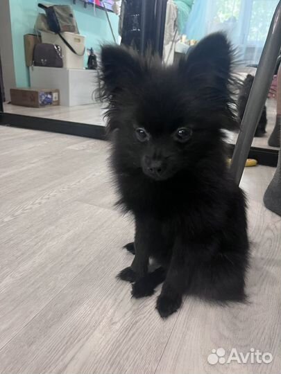 Щенки шпица мини