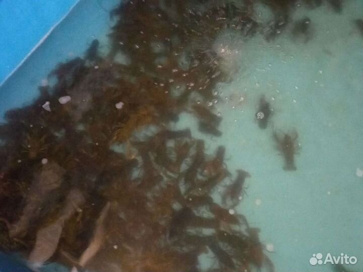 Продам живые раки