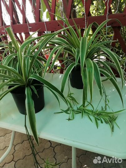 Хлорофитум, хавортия, кливия