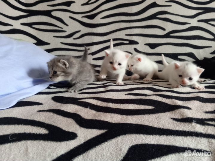 Британские котята