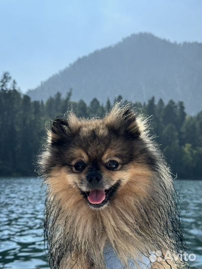 Померанский шпиц вязка