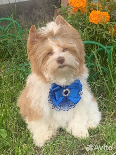 Шокоберри даймонд.Голубые глаза