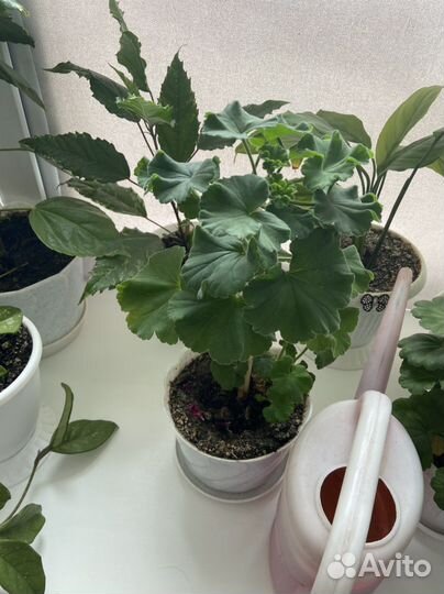 Комнатные растения