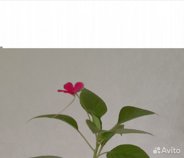 Бальзамин Ванька мокрый