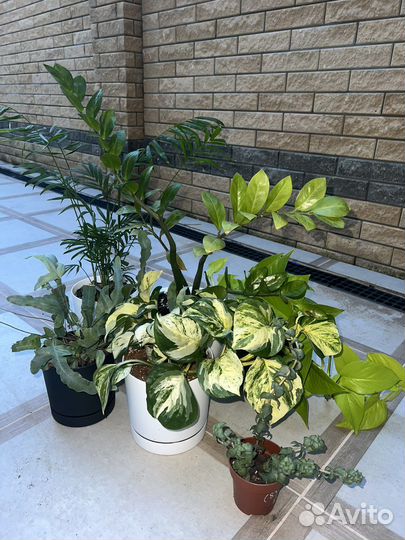 Продам комнатные растения