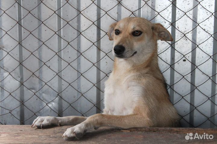 Собаки в добрые руки