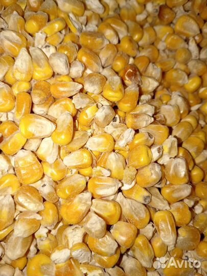 Товары для животных