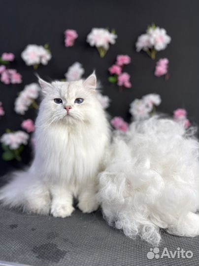 Стрижка собак и кошек (груминг)