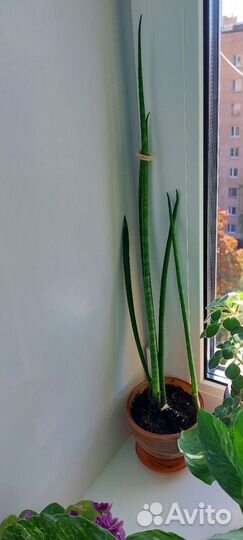 Сансевиерия цилиндрика