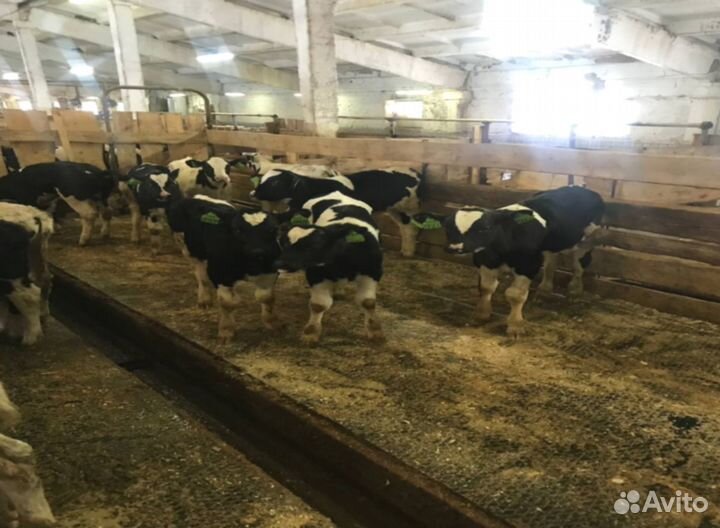 Телята, бычки