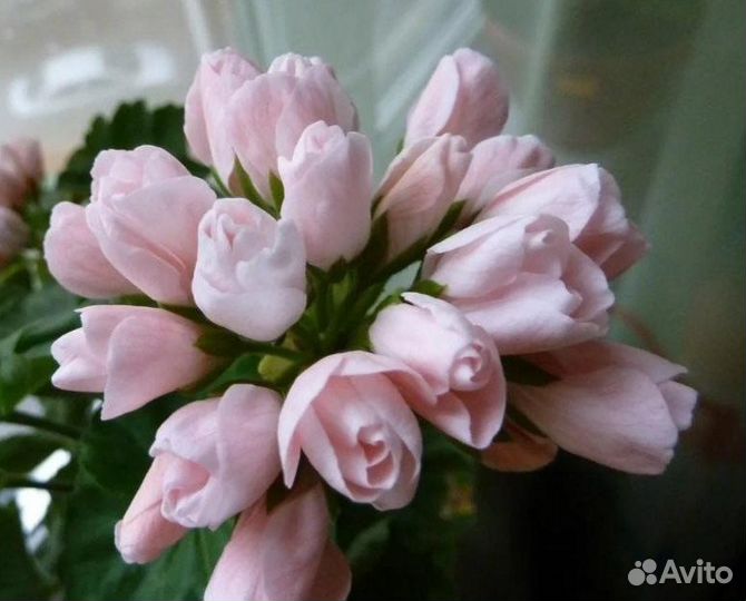 Рассада черенков