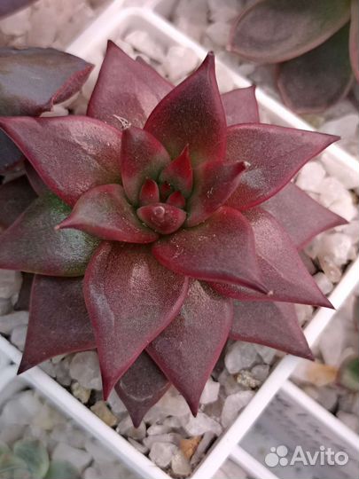 Сочные и красочные суккуленты