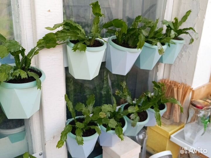 Декабрист жёлтый, молодые растения с бутонами