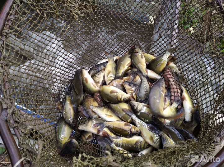 Продам малька карпа