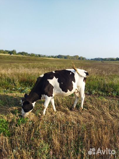 Молодая корова