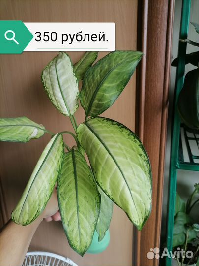 Комнатные цветы