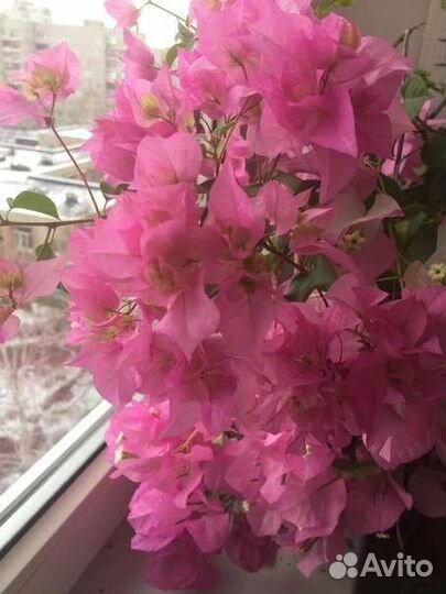 Бугенвилия Дабл пинк
