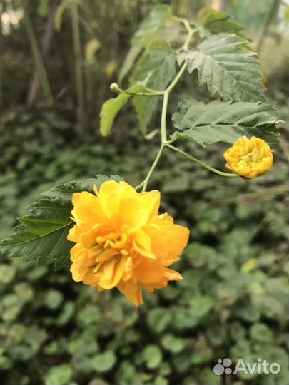 Керрия японская многолетний кустарник