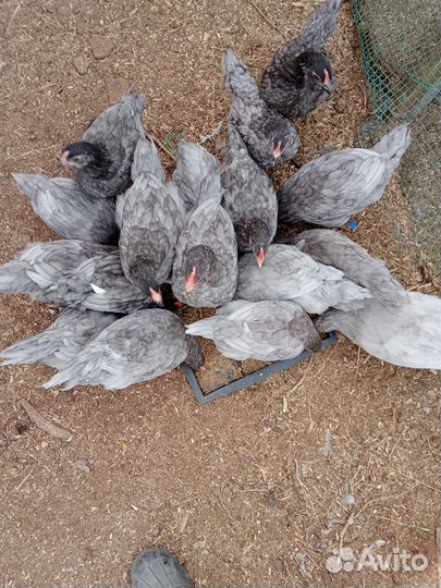 Куры несушки