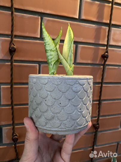 Кашпо из бетона