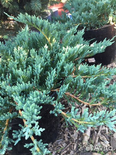 Можжевельник стелющийся Блю Чип