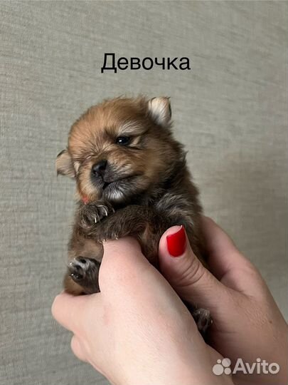 Щенки померанского шпица