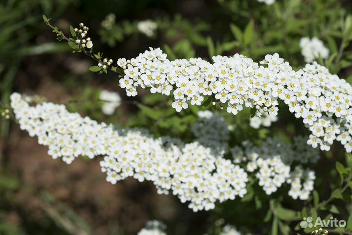 Спирея белая 