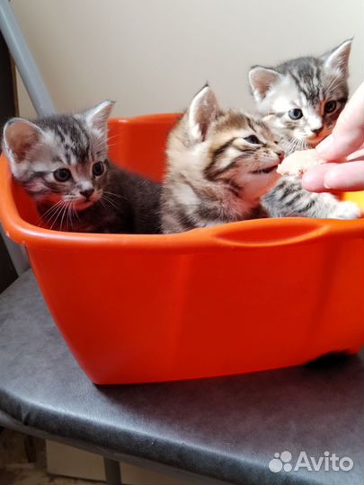 Ищем любящих хозяев для котика и 2х кошечек