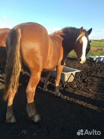 Жеребецы, кобылы