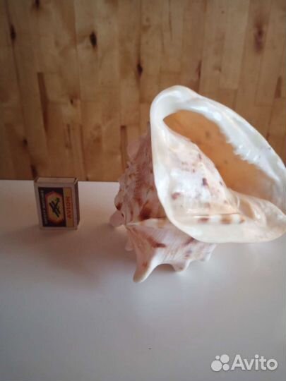 Морская раковина