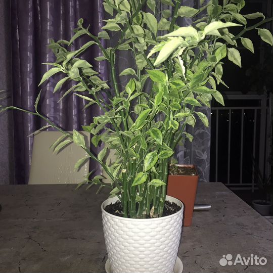 Продам цветы комнатные