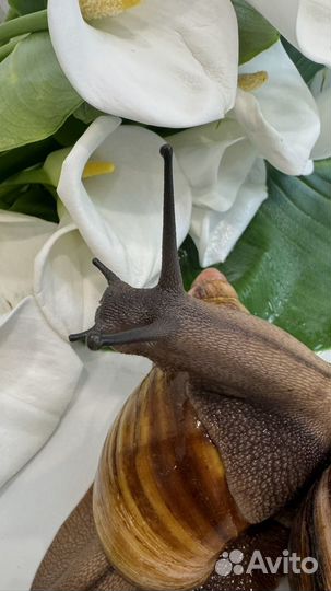 Улитки архахатины