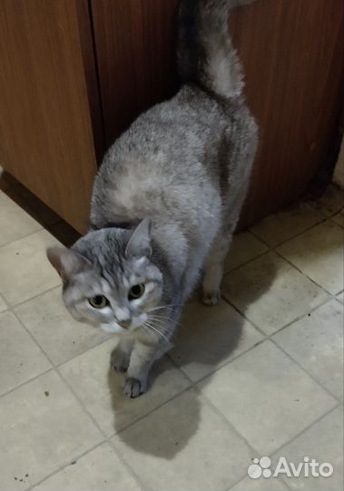 Ласковая кошечка Муся