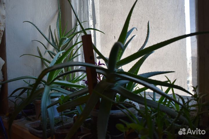 Алое столетник,Алое Вера