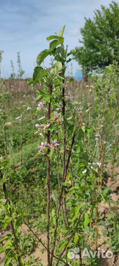 Деревья Яблоки