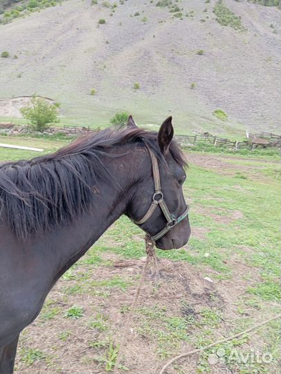 Жеребчик 2 года