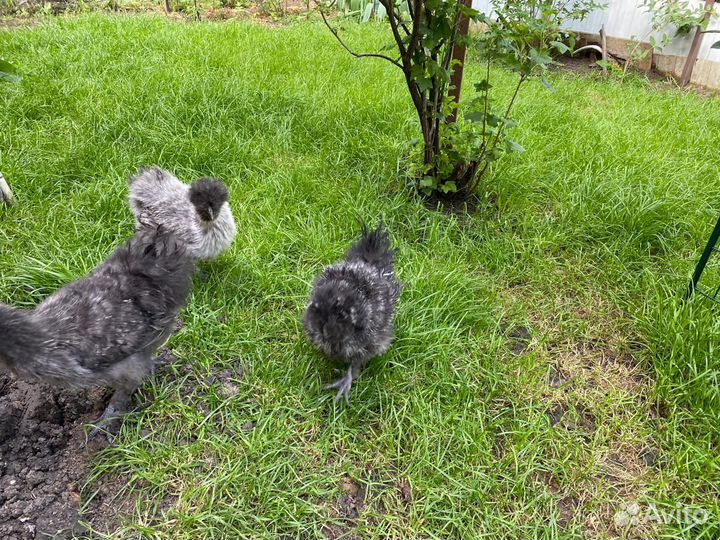 Петух китайский шелковый