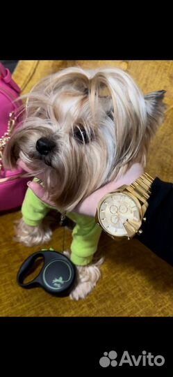 Чихуахуа лиловый. Йоркширский терьер.Вязка