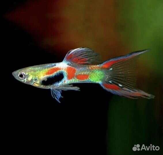 Аквариумные рыбки гуппи