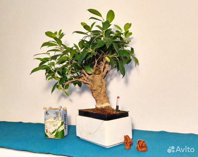 Бонсай подарочный