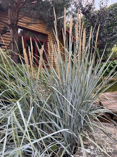 Многолетние садовые цветы