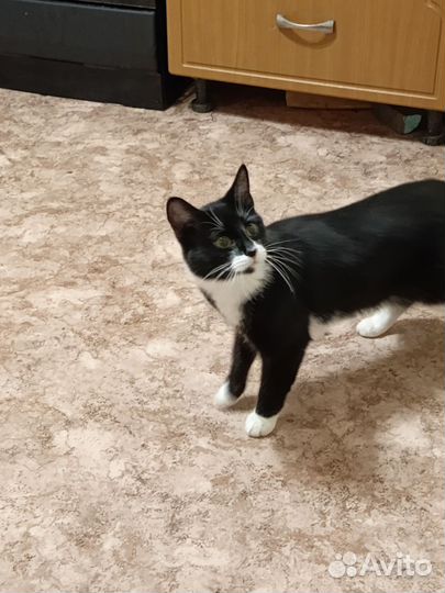 Кошка в дар