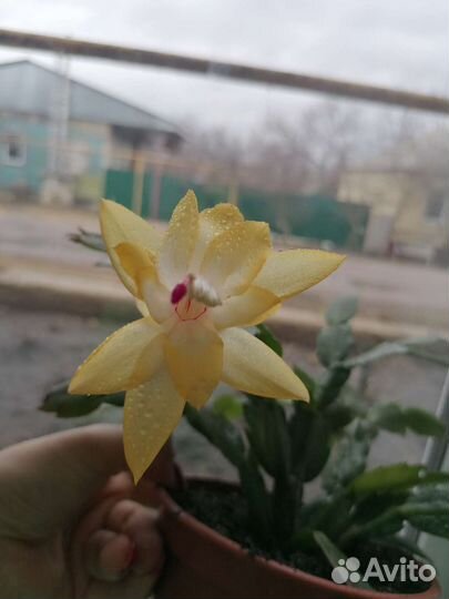 Декабристы