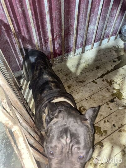 Кобель вязка кане корсо бесплатно